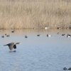 Cormorano in volo sulla palude